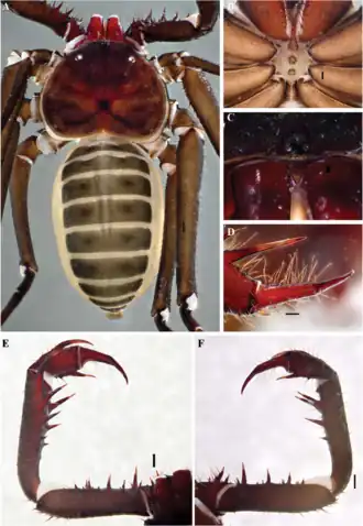 Description de l'image Charinus imperialis (10.5852-ejt.2021.772.1505) Figure 66.png.