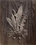 Groupe de feuille sur fond  tulle