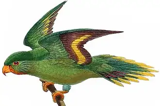 Description de l'image Charmosyna rubrigularis.jpg.