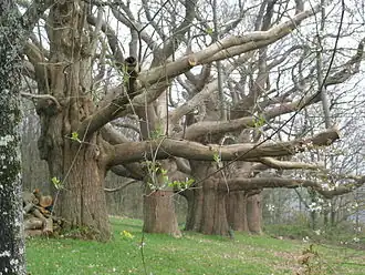 Photographie d'une rangée de vieux arbres.