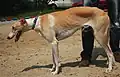 Lévrier polonais lors d'une exposition canine à Racibórz, en Pologne.