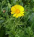 var. coronaria.