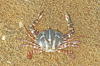 Charybdis feriata