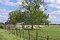 Les vaches charolaises à Chassy en 2014.