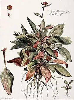 Aster