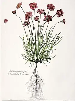 Scabieuse