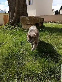 Chat tigré gris.