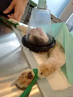 Le haut d'un corps de chat, allongé sur une table de chirurgie en métal, avec un masque cônique relié à un tuyau qui lui délibre du gaz anesthésiant. Le chat est attaché par les pattes à la table pour l'intervention.