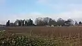 Les vignes du château de Ripaille en décembre.