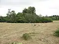 Vestiges du château des Barres.