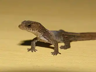 Description de l'image Chatogekko amazonicus.jpg.