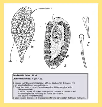 Description de l'image Chattonella subsalsa B.Biecheler, 1936.png.