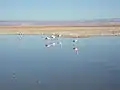 Flamant des Andes au Salar d'Atacama