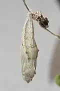 Chrysalide