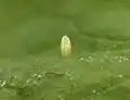 Œuf
