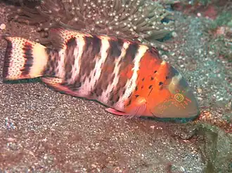 Cheilinus fasciatus