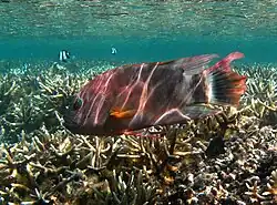 Cheilinus trilobatus