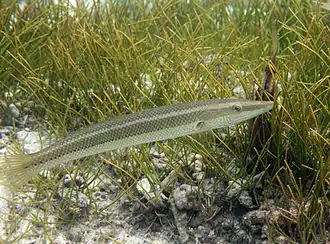 Cheilio inermis