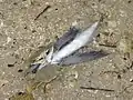 Exocet atlantique échoué sur une plage et en train d'être mangé par un Crabe bleu.