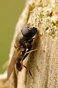 Cheilosia.pagana