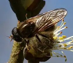 Mâle Cheilosia albipila (noter les yeux rapprochés)