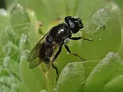 Cheilosia caerulescens (femelle)
