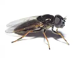 Cheilosia psilophthalma