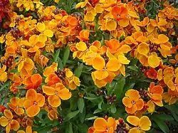 Variété 'Orange bedder'.