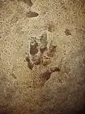 Gros plan de trace fossile de Cheirotherium.