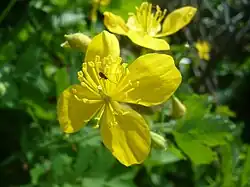Fleur.