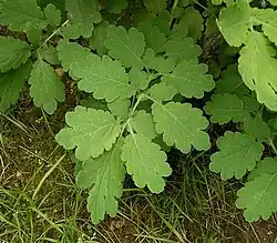Feuille caulinaire.