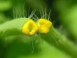 Latex jaune de la plante.