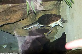 Description de l'image Chelodina parkeri 1zz.jpg.