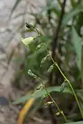inflorescence de Helia alata