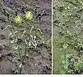 inflorescence de Helia alata