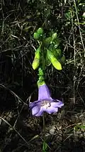 fleur de Chelonanthus purpurascens