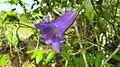 fleur de Chelonanthus purpurascens