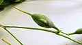 fruit de Chelonanthus purpurascens