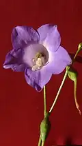 fleur de Chelonanthus purpurascens