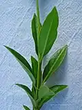 feuilles de Chelonanthus purpurascens