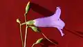 fleur de Chelonanthus purpurascens