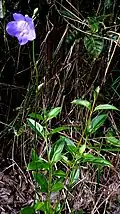 pied de Chelonanthus purpurascens