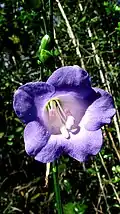 fleur de Chelonanthus purpurascens