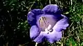 fleur de Chelonanthus purpurascens