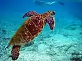 Tortue de mer aux quatre palettes natatoires qui ont une fonction de propulsion importante mais sont moins adaptées au déplacement sur terre, où elles assurent le « nettoyage » de l'aire de ponte