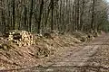 Chemin dans la forêt de Quénécan (Bretagne).