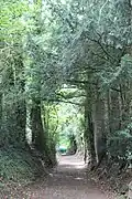 Chemin forestier vers l'église.