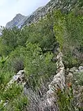 cheminée rampante sud à Callelongue, 50 m à gauche du sentier du sémaphore