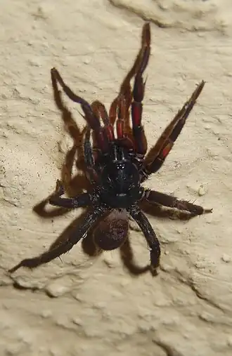 Description de l'image Chenistonia or Aname, or new species-Sept26-2015-11-40pm.JPG.