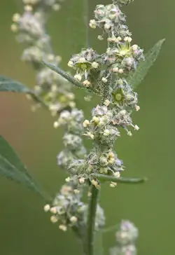 Détail d'inflorescence.
